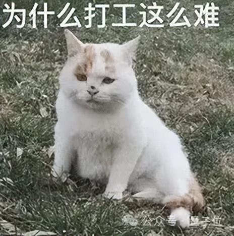 AI版“今日頭條”，宿華投了