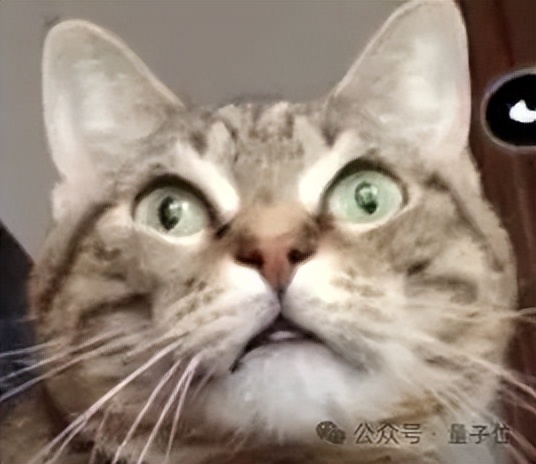 貓貓運動方程，首次被物理學家破解！ |《美國物理學雜志》正經(jīng)研究