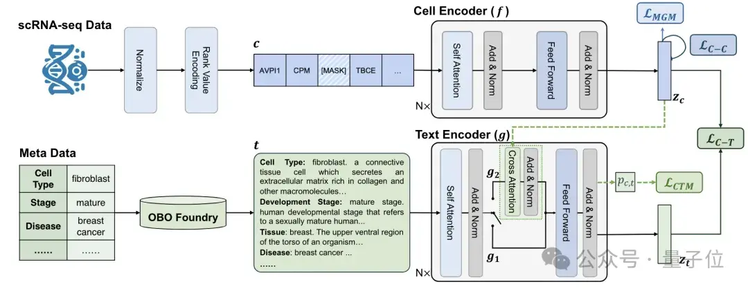 識別細胞也能用大模型了！清華系團隊出品，已入選ICML 2024 | 開源